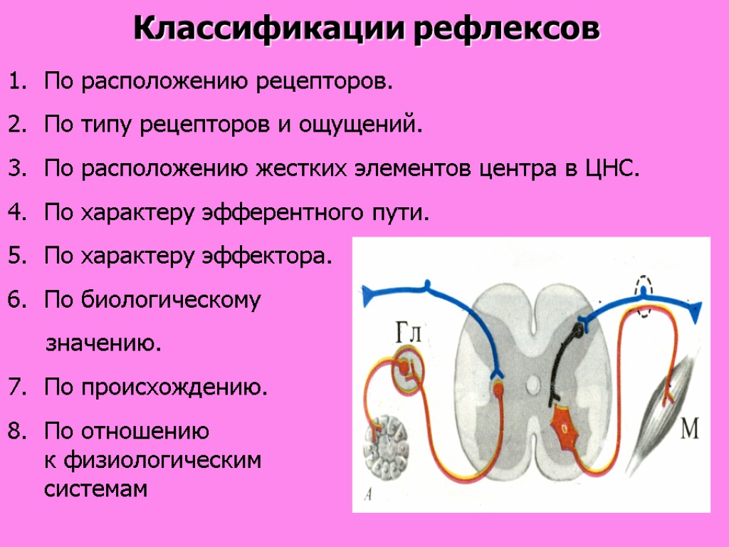 Классификации рефлексов По расположению рецепторов. По типу рецепторов и ощущений. По расположению жестких элементов